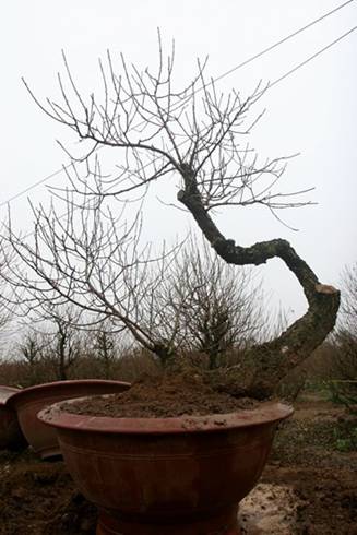 Làng đào Nhật Tân vào mùa tuốt lá