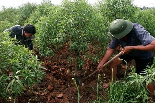 Làng đào Nhật Tân vào mùa tuốt lá