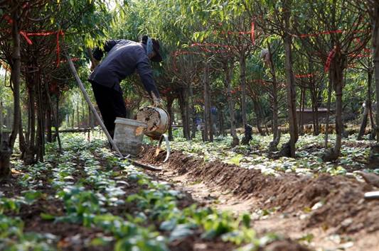Làng đào Nhật Tân vào mùa tuốt lá