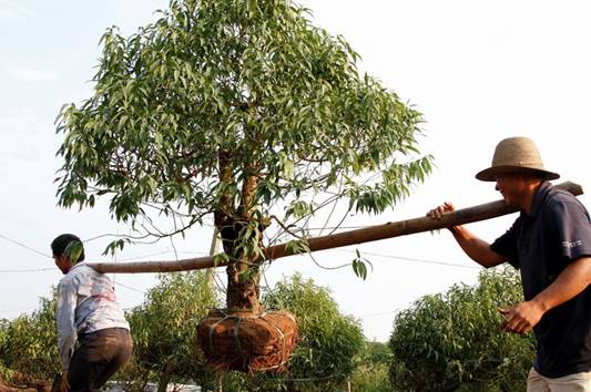 Làng đào Nhật Tân vào mùa tuốt lá
