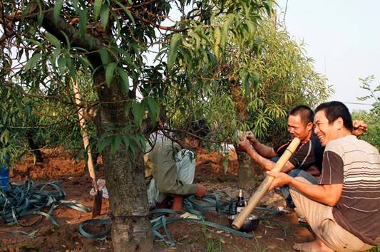 Làng đào Nhật Tân vào mùa tuốt lá