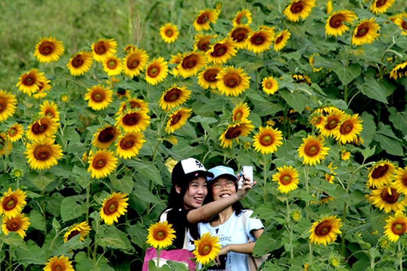 Lopburi mùa hoa hướng dương rạng rỡ
