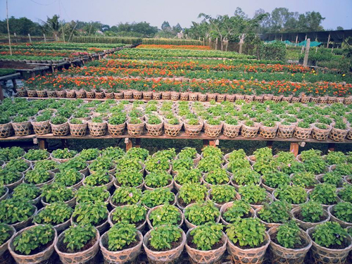 Vựa hoa lớn nhất miền Tây Nam bộ chuẩn bị đón Tết