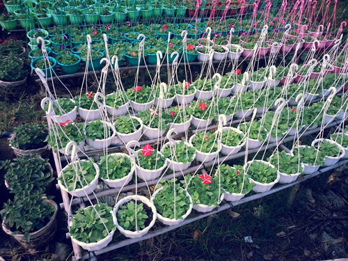Vựa hoa lớn nhất miền Tây Nam bộ chuẩn bị đón Tết
