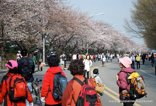 Lễ hội hoa mùa xuân Yeouido Hangang lần thứ 9