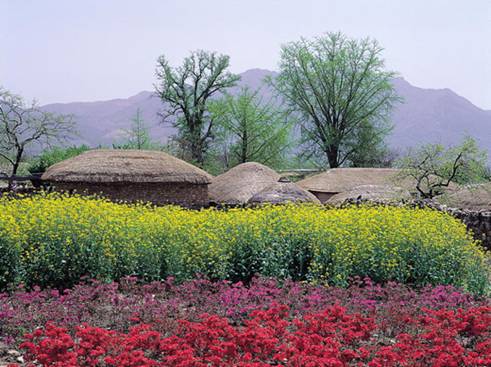 Lễ hôi hoa Jeju Canola Blossom lần thứ 31