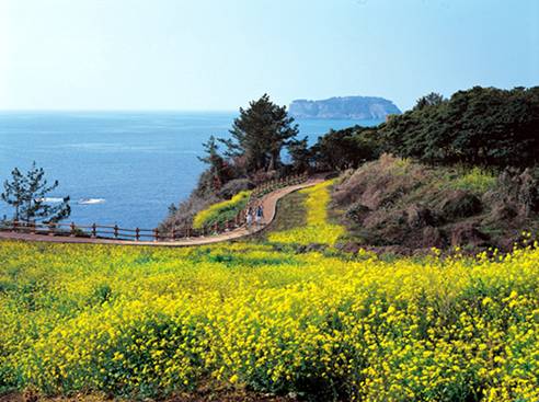 Lễ hôi hoa Jeju Canola Blossom lần thứ 31