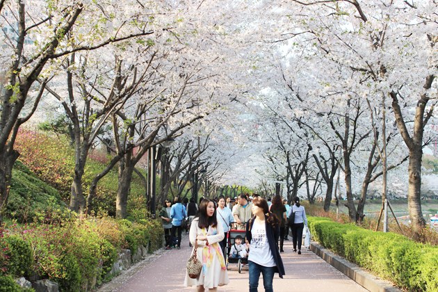Lễ hội Hwagae Cherry Blossoms