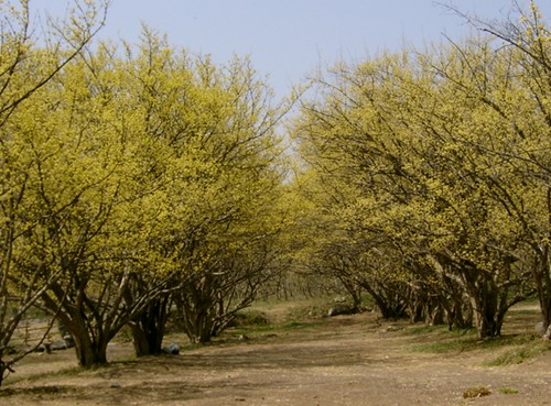Lễ hội hoa Sansuyu lần thử 14 tại Incheon