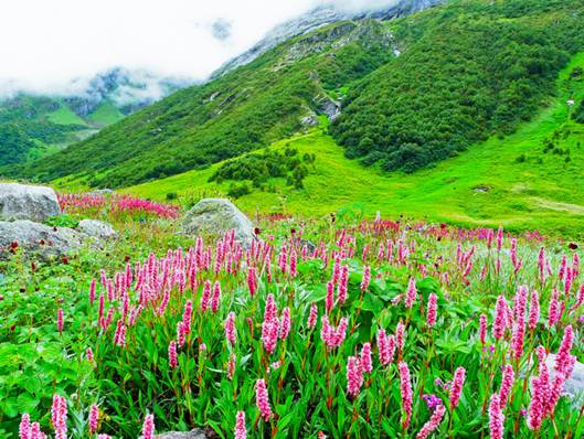 Những mùa hoa trái nở rộ trong năm