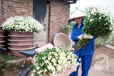 Tây Hồ, làng hoa, cúc họa mi, chợ hoa đêm