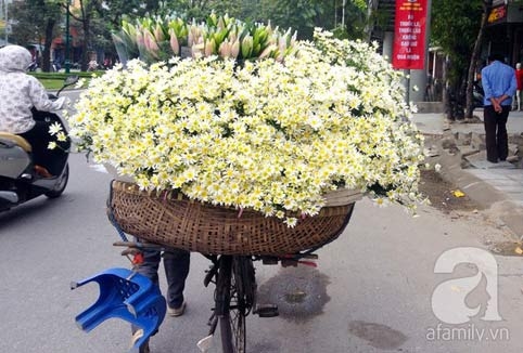 Tây Hồ, làng hoa, cúc họa mi, chợ hoa đêm