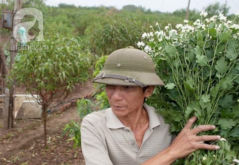 Tây Hồ, làng hoa, cúc họa mi, chợ hoa đêm