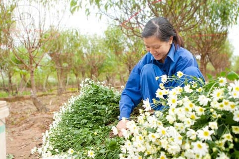 Tây Hồ, làng hoa, cúc họa mi, chợ hoa đêm