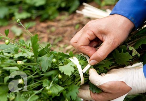 Tây Hồ, làng hoa, cúc họa mi, chợ hoa đêm