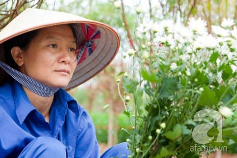 Tây Hồ, làng hoa, cúc họa mi, chợ hoa đêm