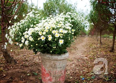 Tây Hồ, làng hoa, cúc họa mi, chợ hoa đêm