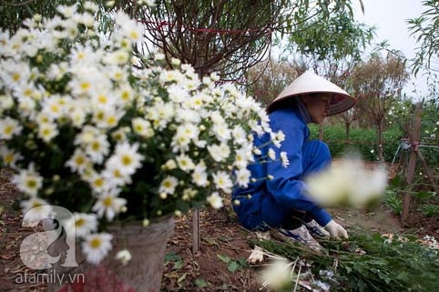 Tây Hồ, làng hoa, cúc họa mi, chợ hoa đêm