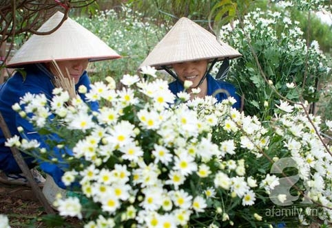 Tây Hồ, làng hoa, cúc họa mi, chợ hoa đêm