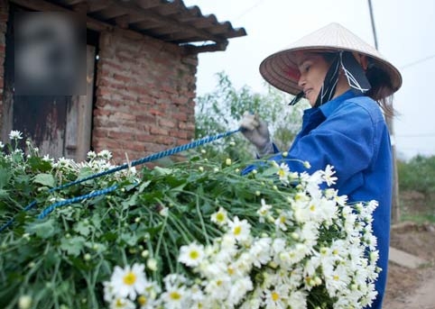 Tây Hồ, làng hoa, cúc họa mi, chợ hoa đêm