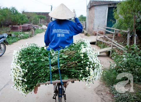 Tây Hồ, làng hoa, cúc họa mi, chợ hoa đêm