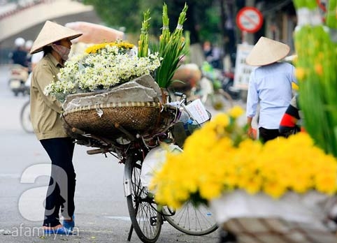 Tây Hồ, làng hoa, cúc họa mi, chợ hoa đêm