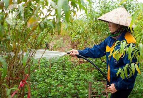 Tây Hồ, làng hoa, cúc họa mi, chợ hoa đêm
