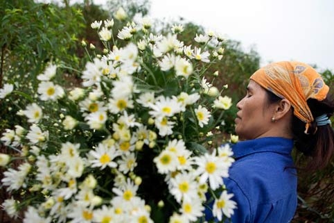 Tây Hồ, làng hoa, cúc họa mi, chợ hoa đêm
