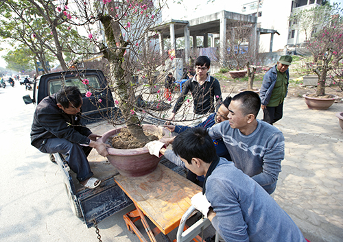 Đào rừng xuống phố