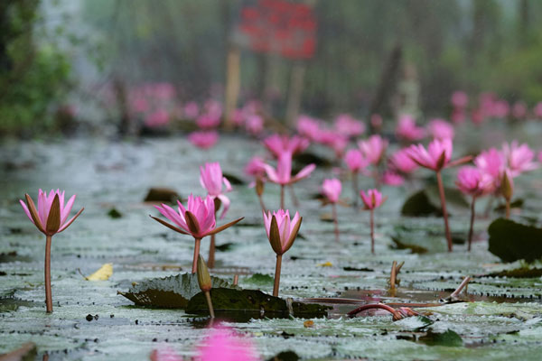 du lịch, suối Yến, chùa Hương