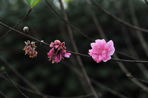 Hoa đào Nhật Tân bung nở đón Tết