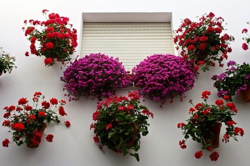 patios-de-cordoba-7