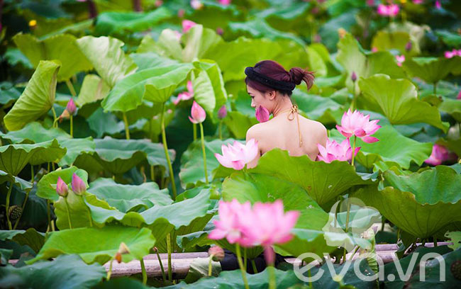 sen, sen Hồ Tây, thiếu nữ, áo yếm