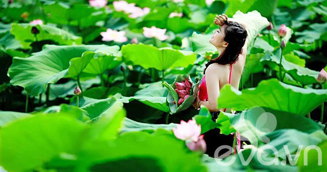sen, sen Hồ Tây, thiếu nữ, áo yếm