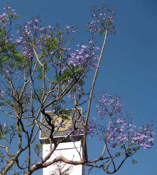 Ngất ngây Phượng tím Đà Lạt