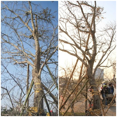 Những cây đào Tết hét giá 'sốc' hàng trăm triệu đồng