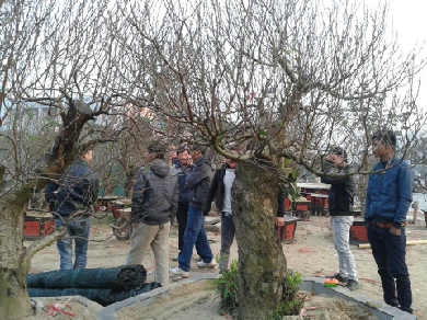 Những cây đào Tết hét giá 'sốc' hàng trăm triệu đồng