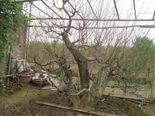 Những cây đào Tết hét giá 'sốc' hàng trăm triệu đồng
