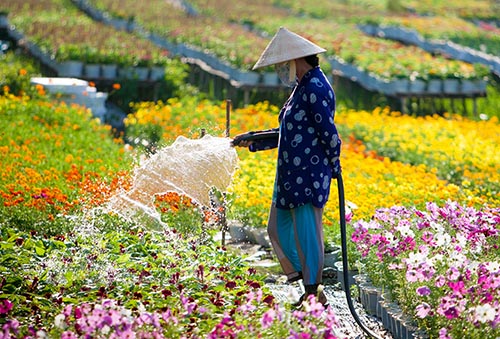 Tết sớm trên làng hoa Sa Đéc