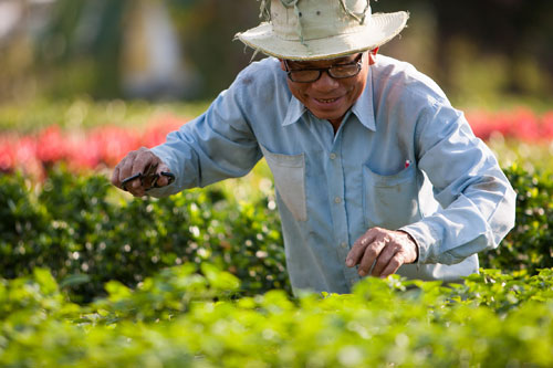Tết sớm trên làng hoa Sa Đéc