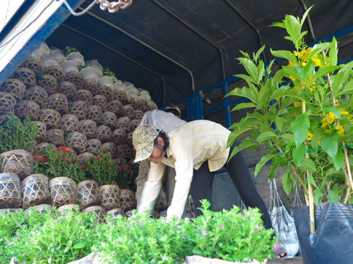 Tết sớm trên làng hoa Sa Đéc