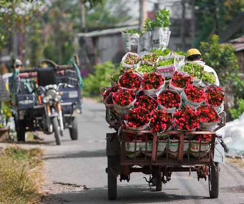 Tết sớm trên làng hoa Sa Đéc