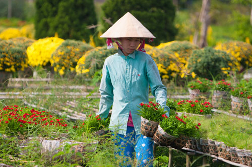 Tết sớm trên làng hoa Sa Đéc