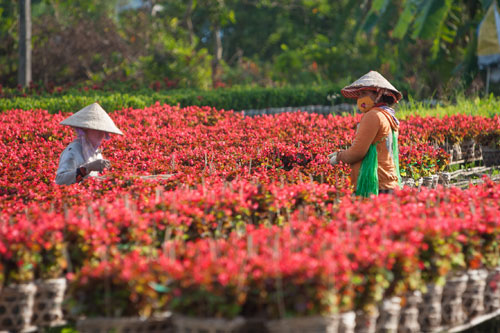 Tết sớm trên làng hoa Sa Đéc