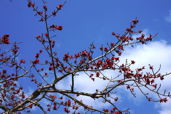 Tháng ba đi tìm hoa gạo 5