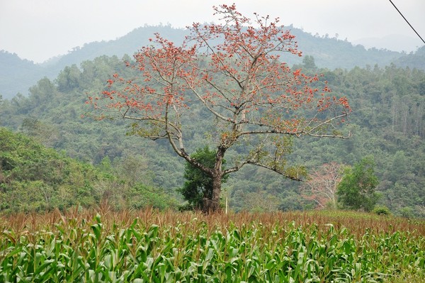 Tháng ba đi tìm hoa gạo 9