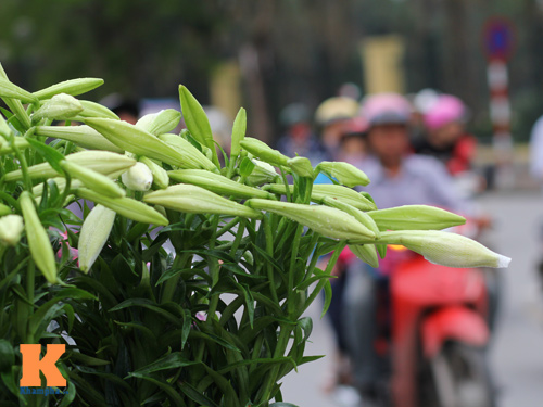 Tháng 4, loa kèn dịu mát từng góc phố Thủ đô
