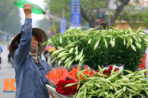 Tháng 4, loa kèn dịu mát từng góc phố Thủ đô