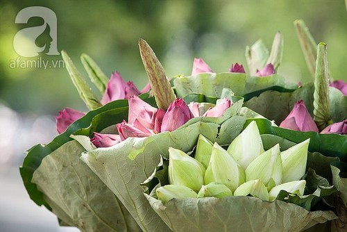 Thảnh thơi thưởng thức nét đẹp bình dị của sen Hà thành 1