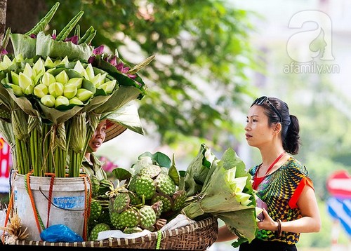 Thảnh thơi thưởng thức nét đẹp bình dị của sen Hà thành 7